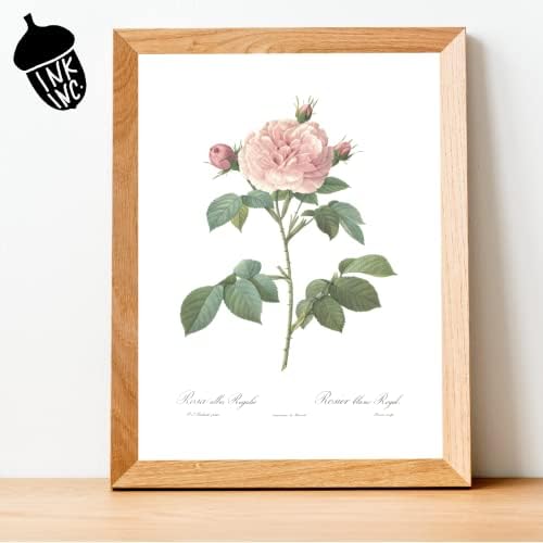 Ink Inc. Реколта Ботанически Щампи | Рози, Бяло-Розово Стенно изкуство | Цветен Декор / Комплект от 3 теми с размери 8 x 10 инча, без